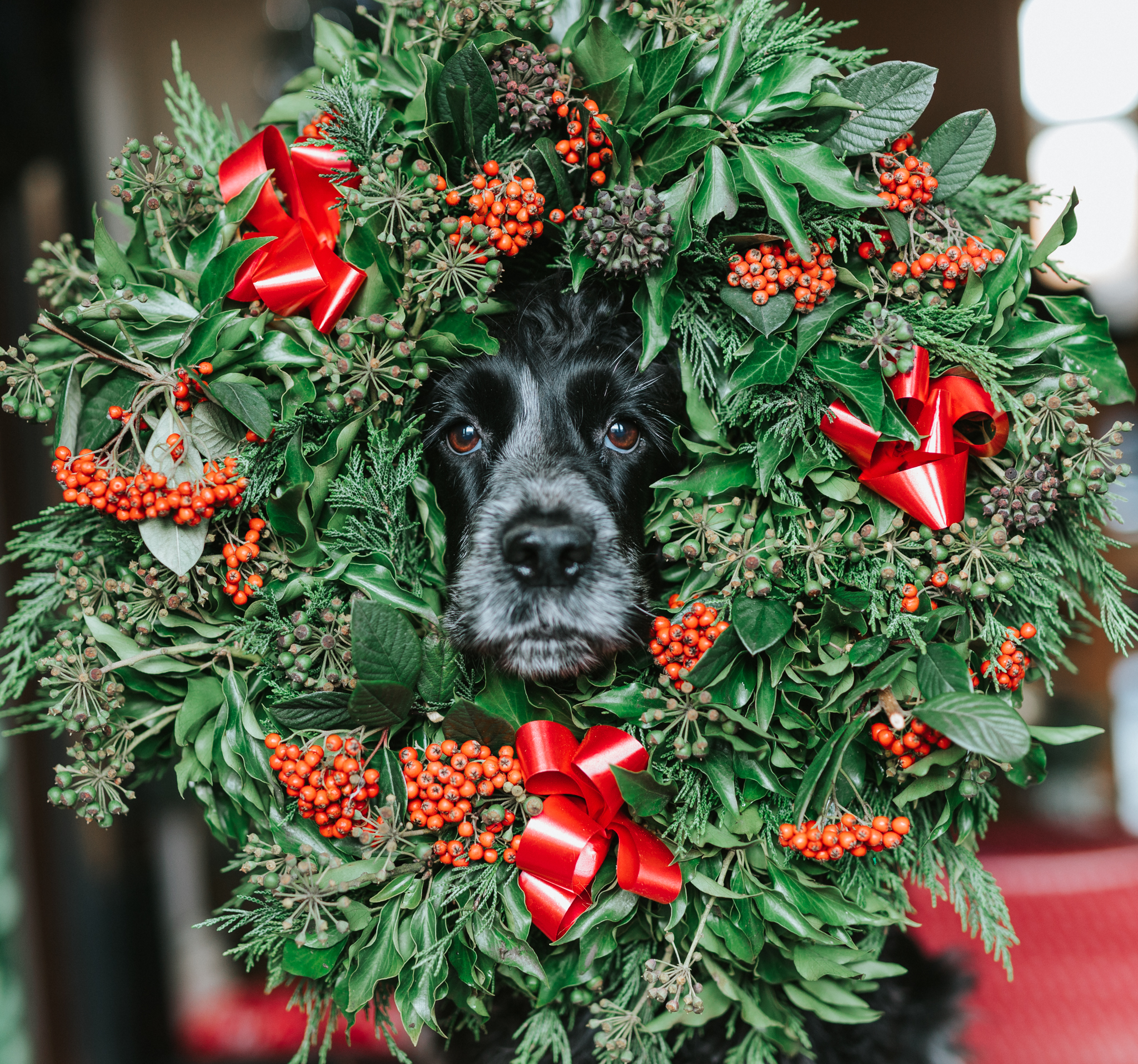 Enjoying Christmas with your Dog