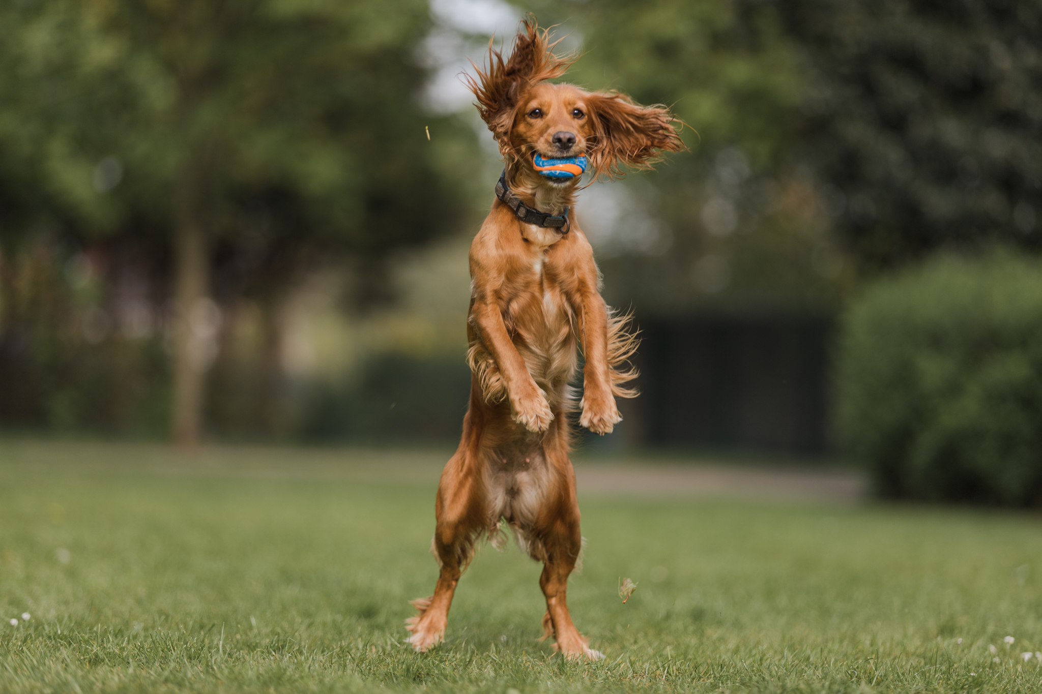 The Chuckit! Challenge 2020 – Win a Dog Friendly Holiday worth £1000