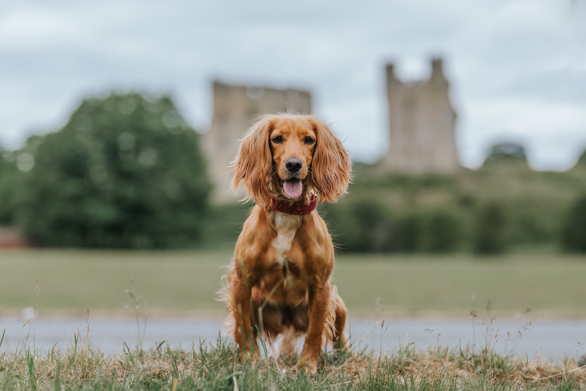 Dog Friendly Helmsley & Pickering – Dog Friendly Yorkshire