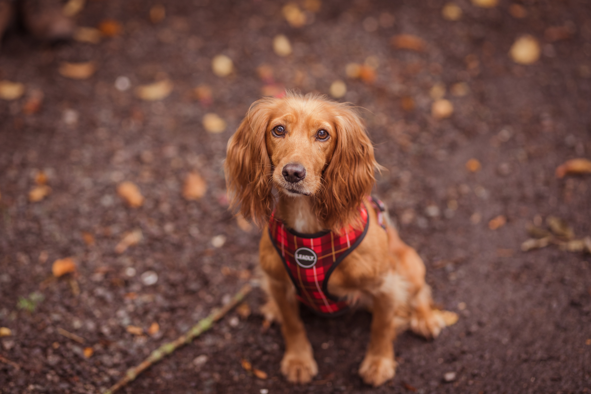 Leadly Pets Dog Harness Review – Ethical Dog Accessories