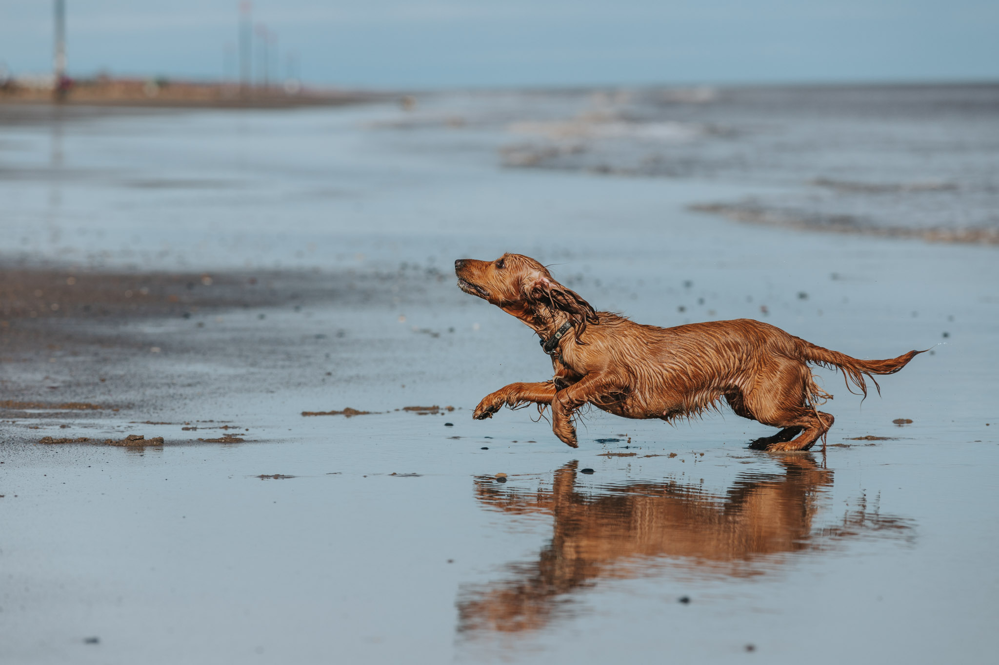 Six Reasons to Take a Dog Friendly Holiday in Yorkshire