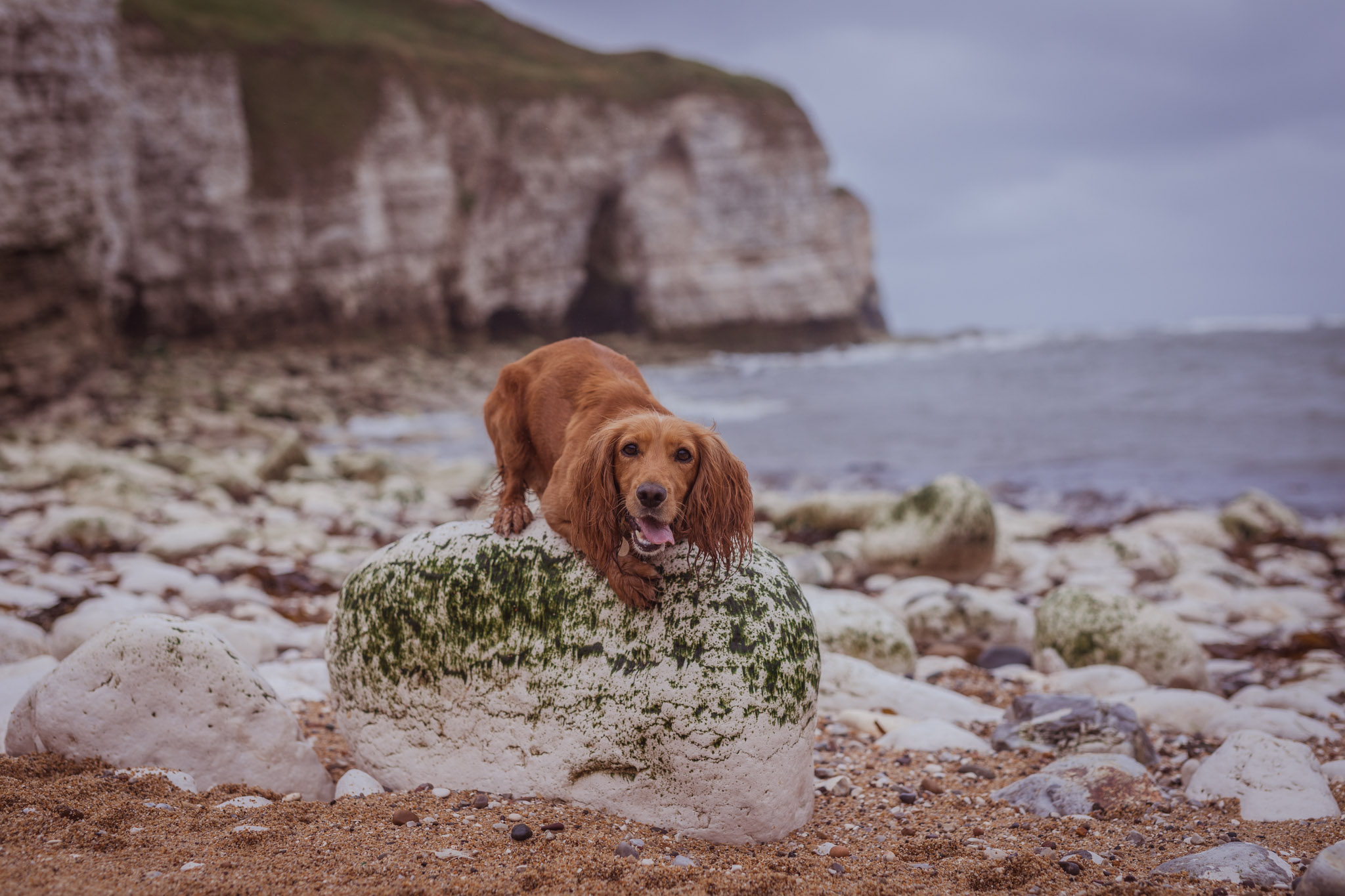 Dog Friendly East Yorkshire: Dog Friendly Flamborough Head and Danes Dyke