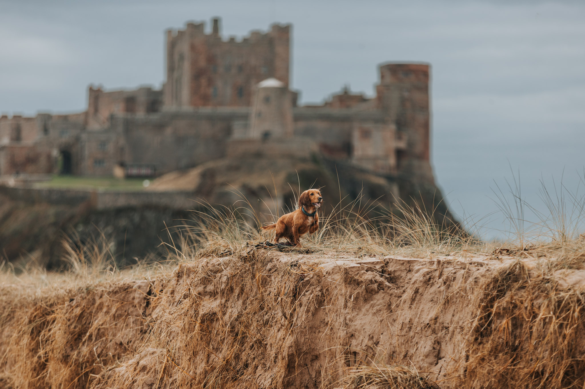 Top 9 Dog Friendly Beaches in Northumberland