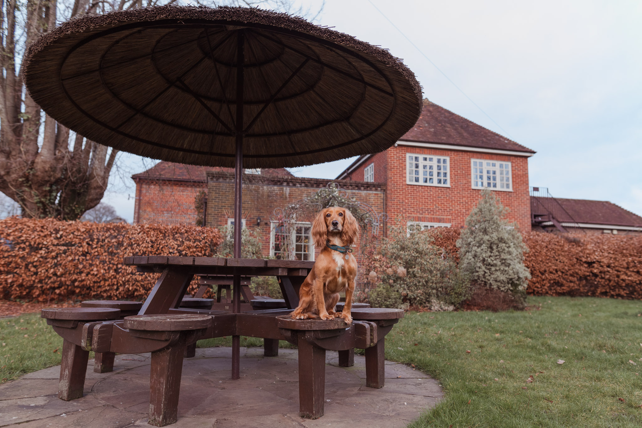 The Bell Inn at Bramshaw – Our review of this super dog friendly hotel in the New Forest