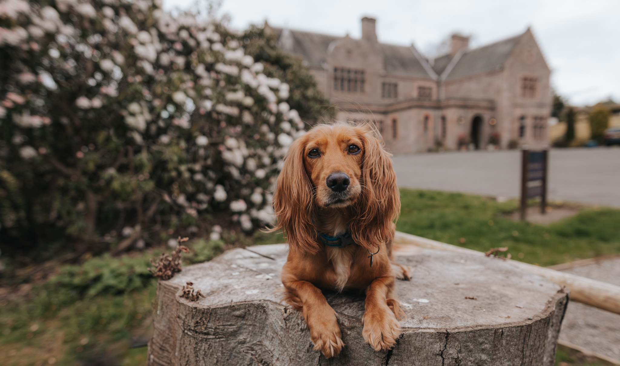 Murrayshall House Hotel – A Dog Friendly Hotel near Perth