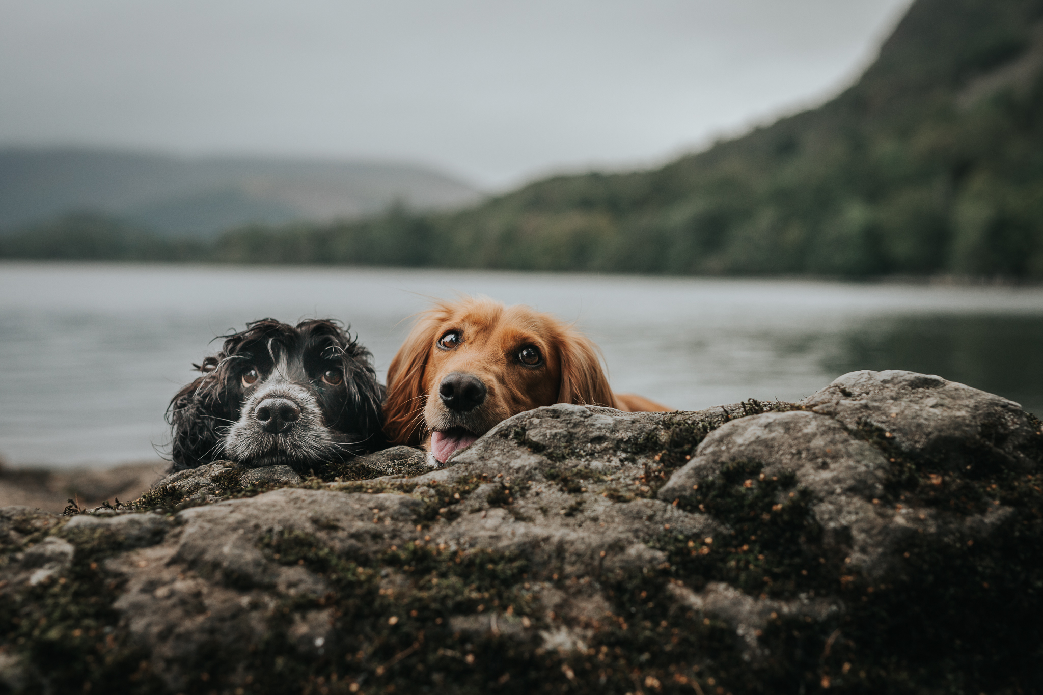 Dog Friendly Keswick – The Best things to do in Keswick with Dogs