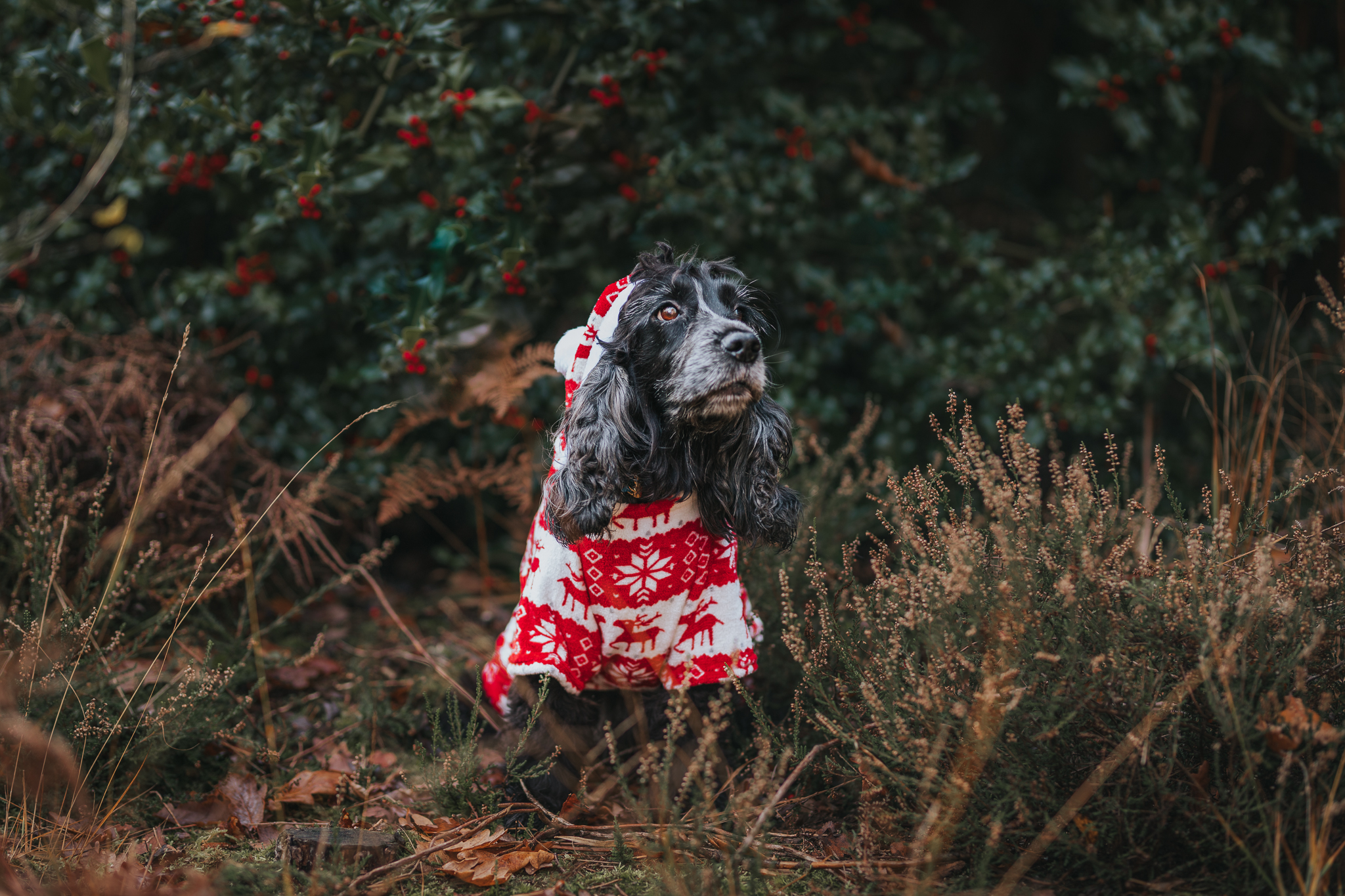 Christmas Gift Guide For Dogs 2022