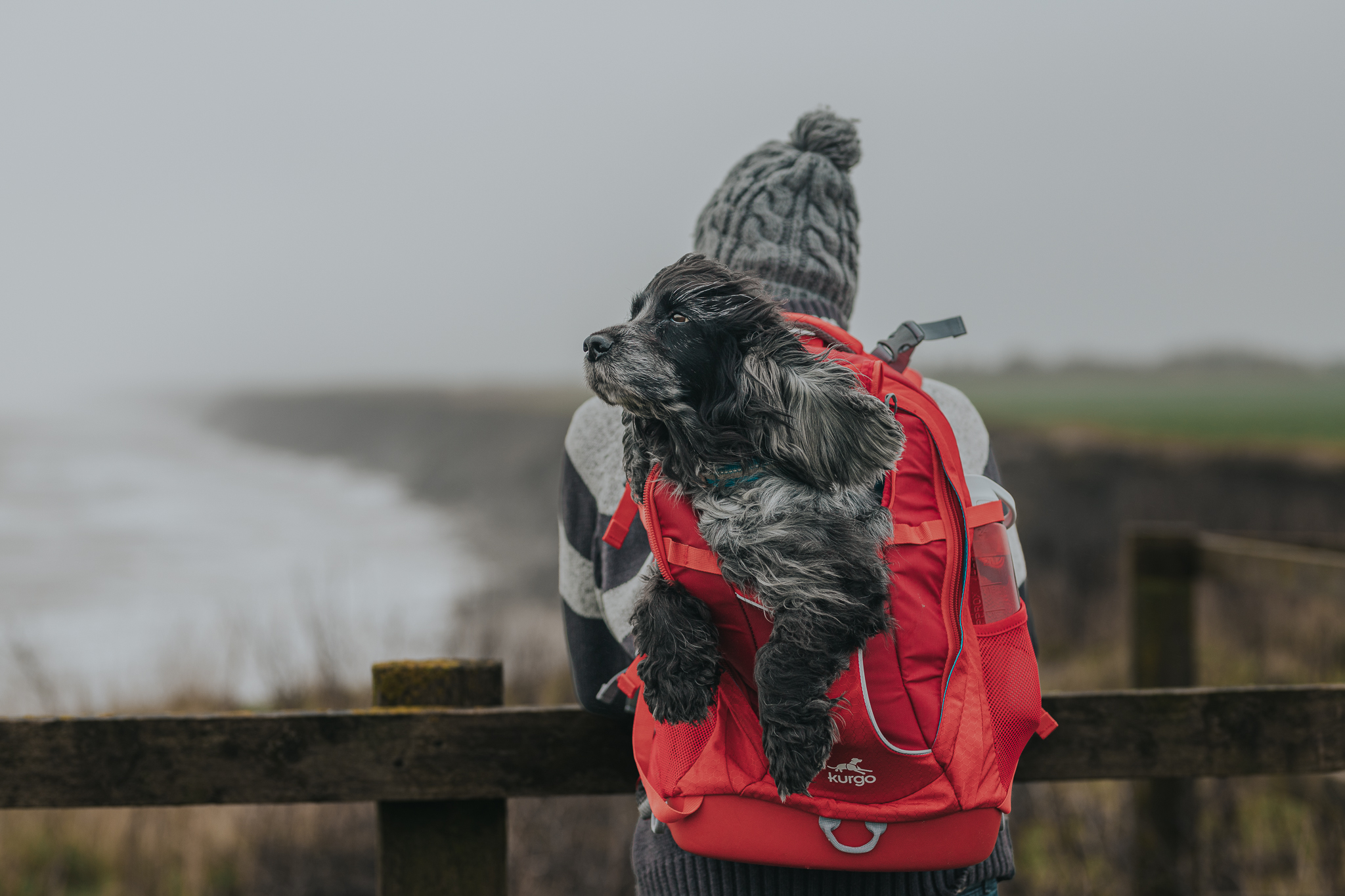 Can I take my older dog out hiking? – Hiking with a Senior  Dog