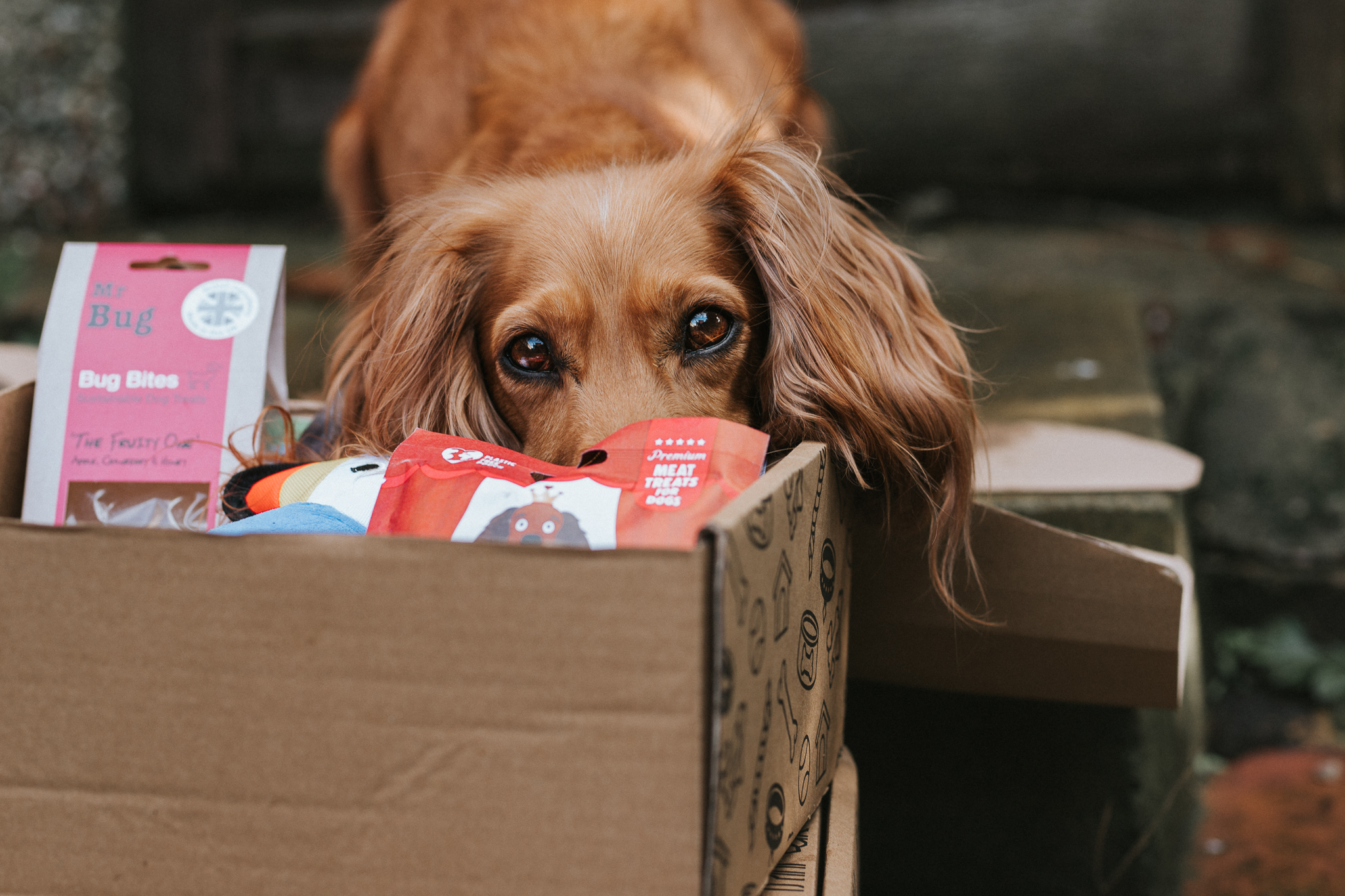 Collar Club Dog Subscription Box Review