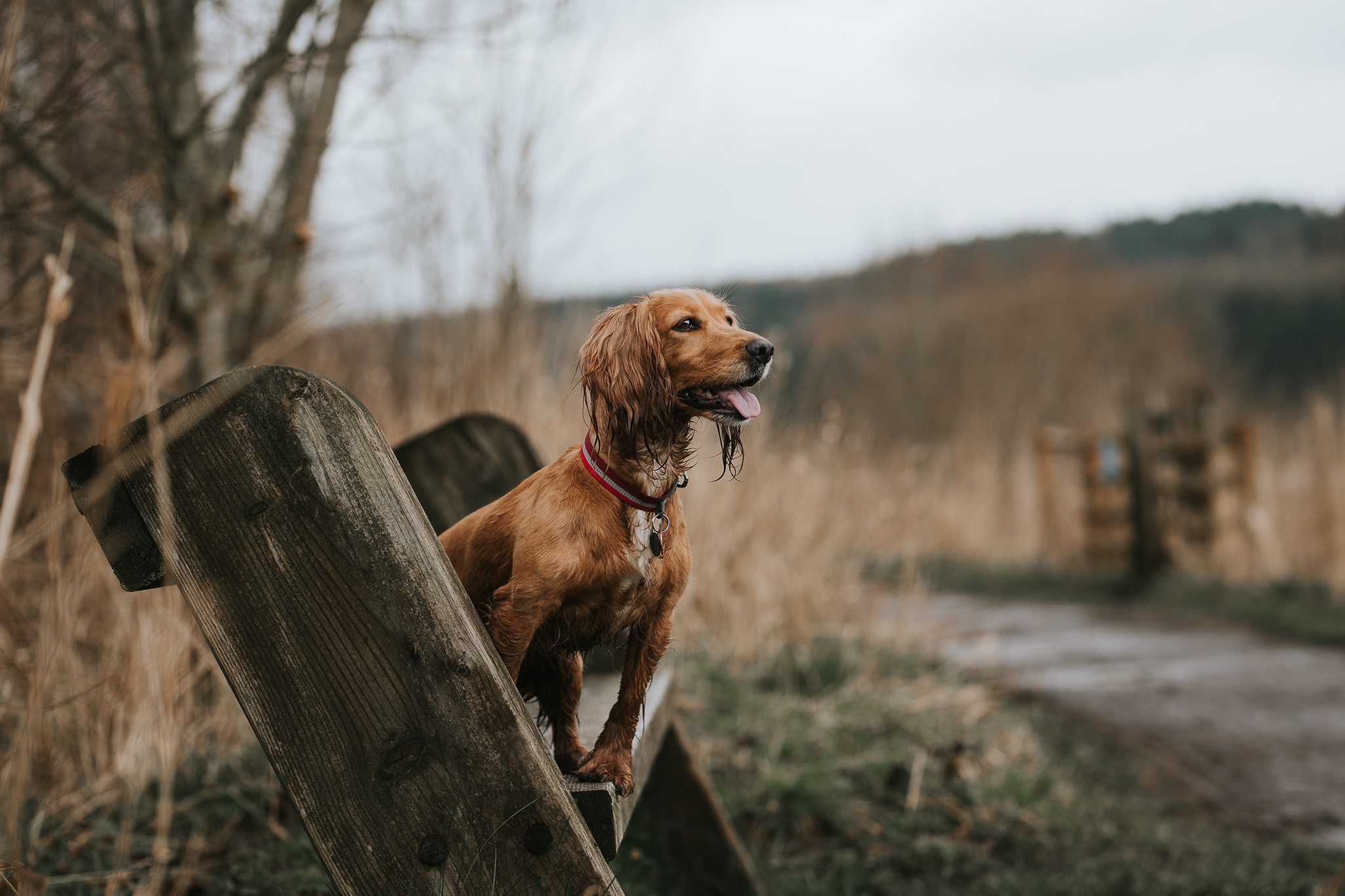 Dog Friendly Harrogate