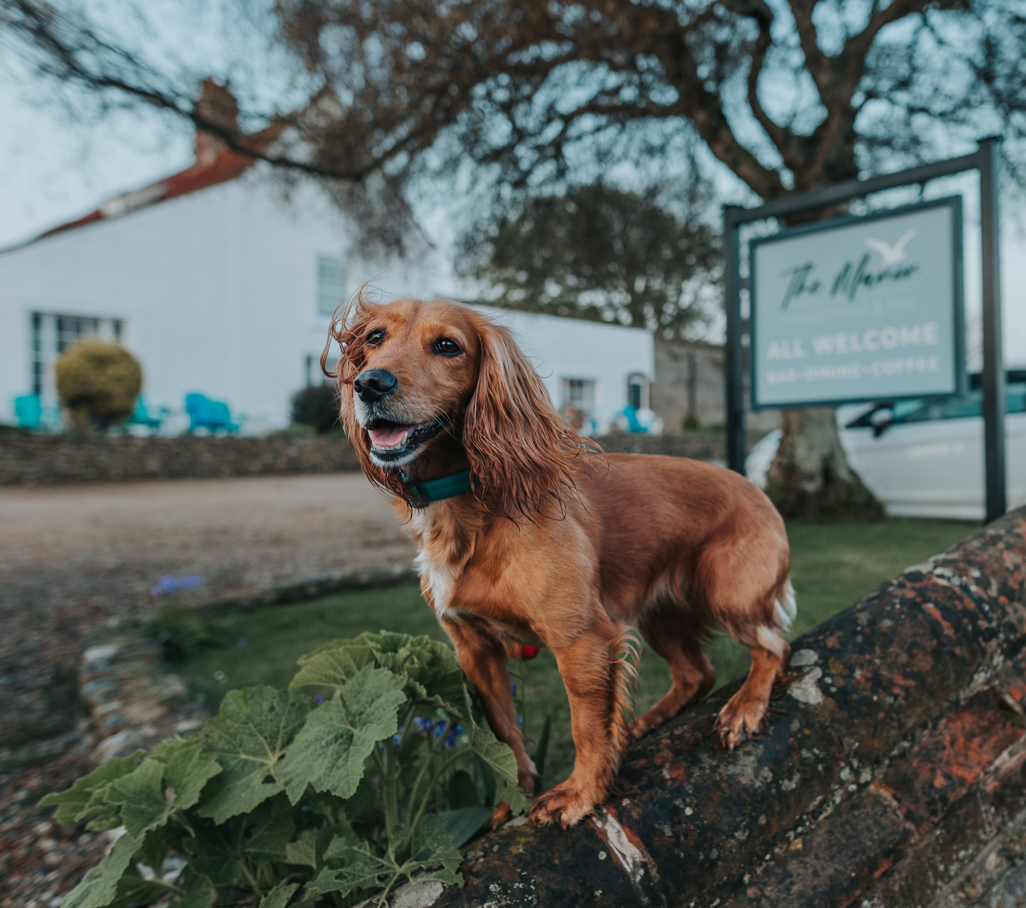 Blakeney Manor Hotel – A Dog Friendly Hotel in North Norfolk.