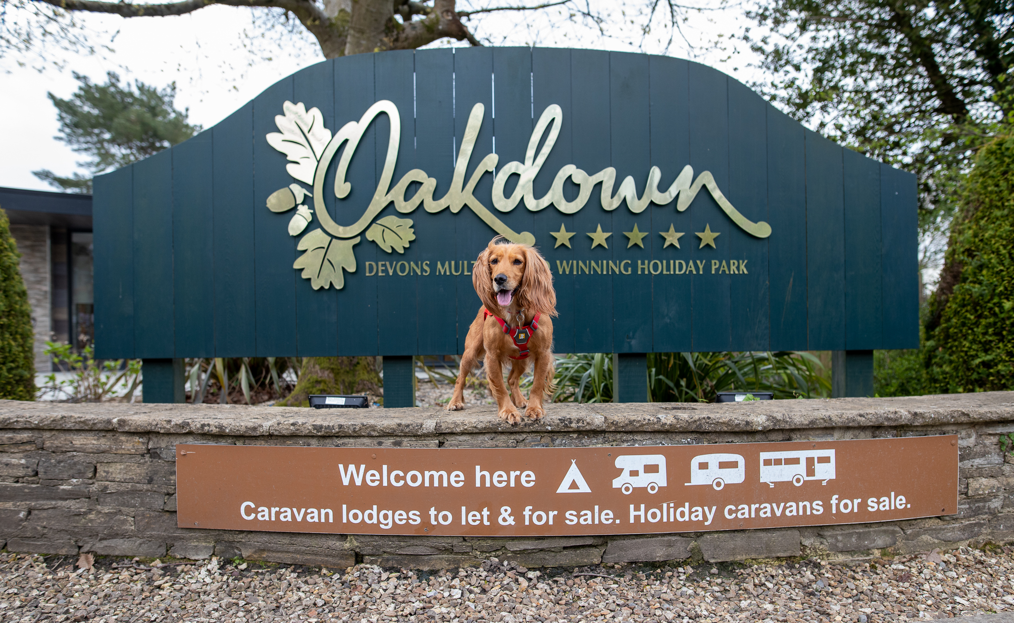 A Dog Friendly Holiday at Oakdown Holiday Park – Dog Friendly Sidmouth