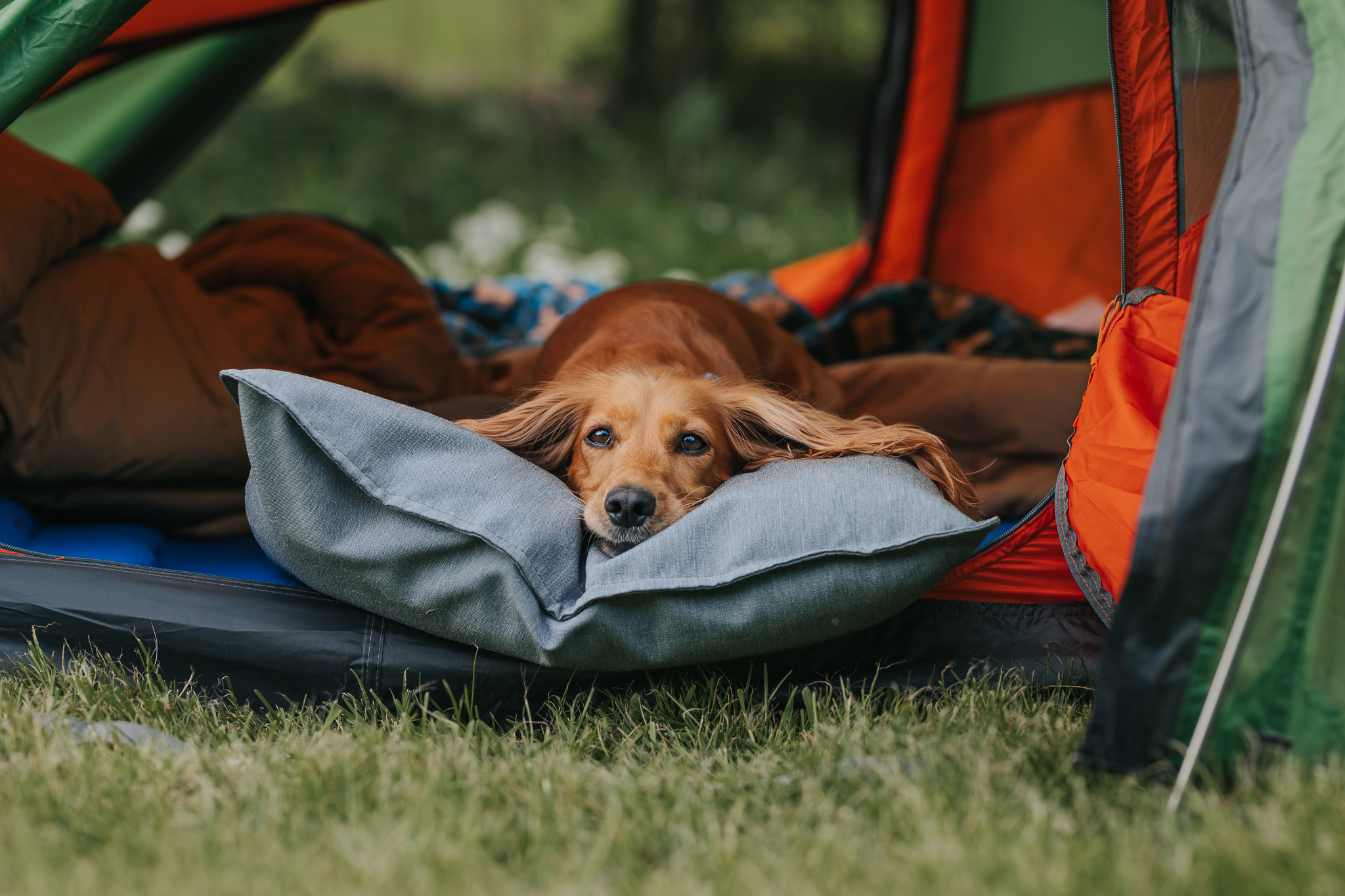 Woov Heated Dog Bed Review