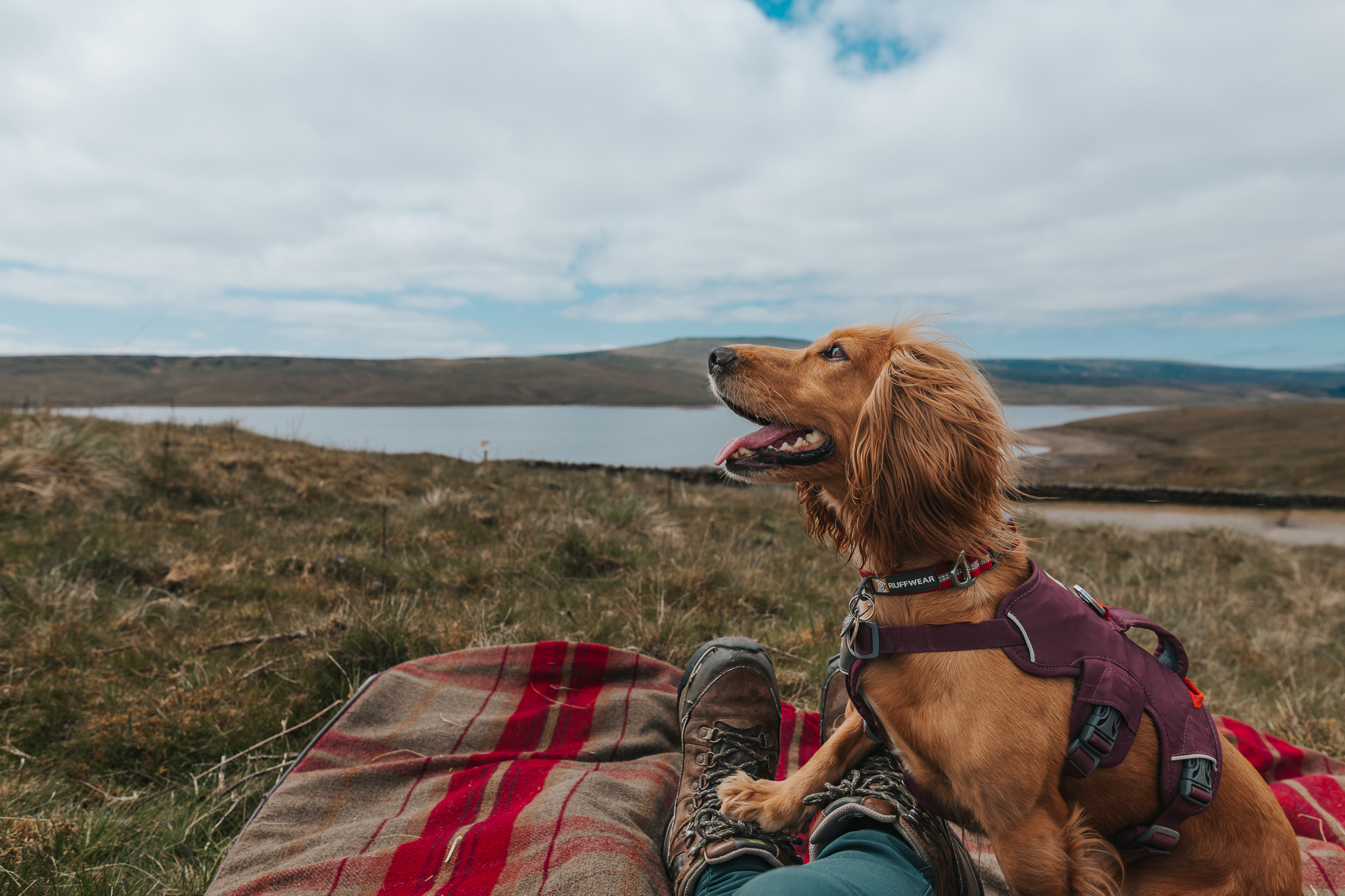 Dog Friendly Barnard Castle – Dog Friendly Teesdale