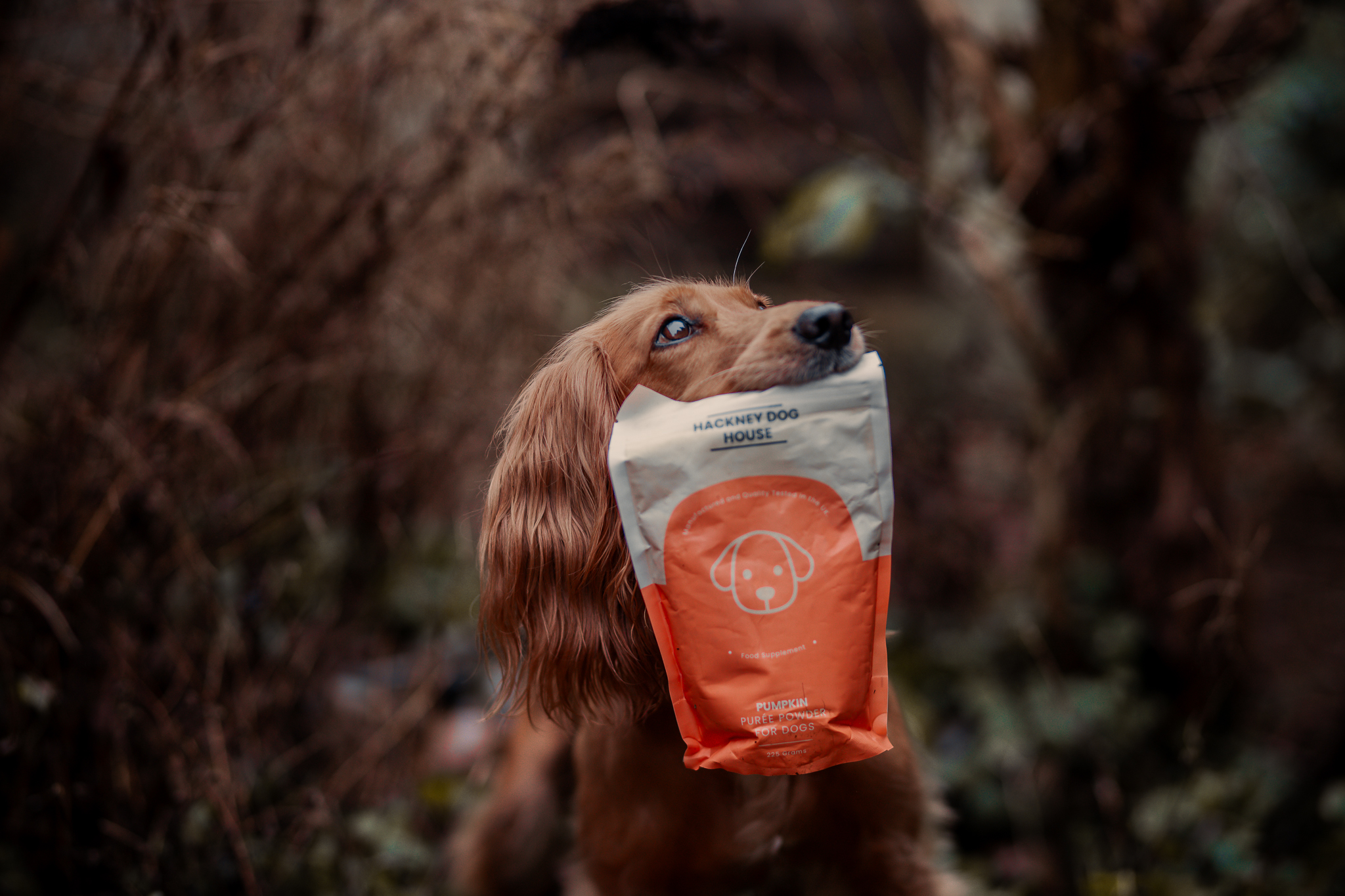 Hackney Dog House Pumpkin Powder for Dogs Review