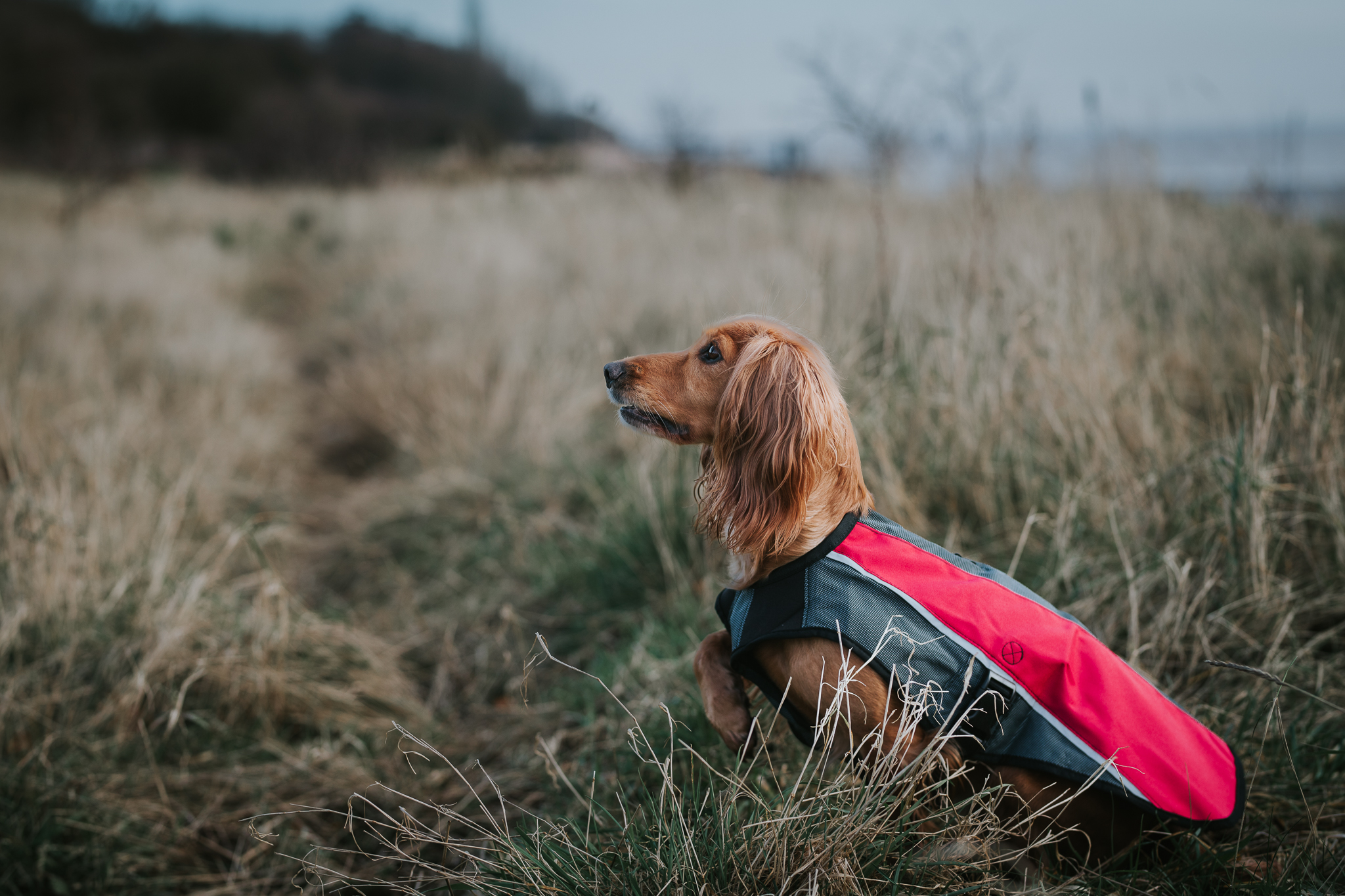 EzyDog Chest Plate Harness and EzyDog Element Jacket Review