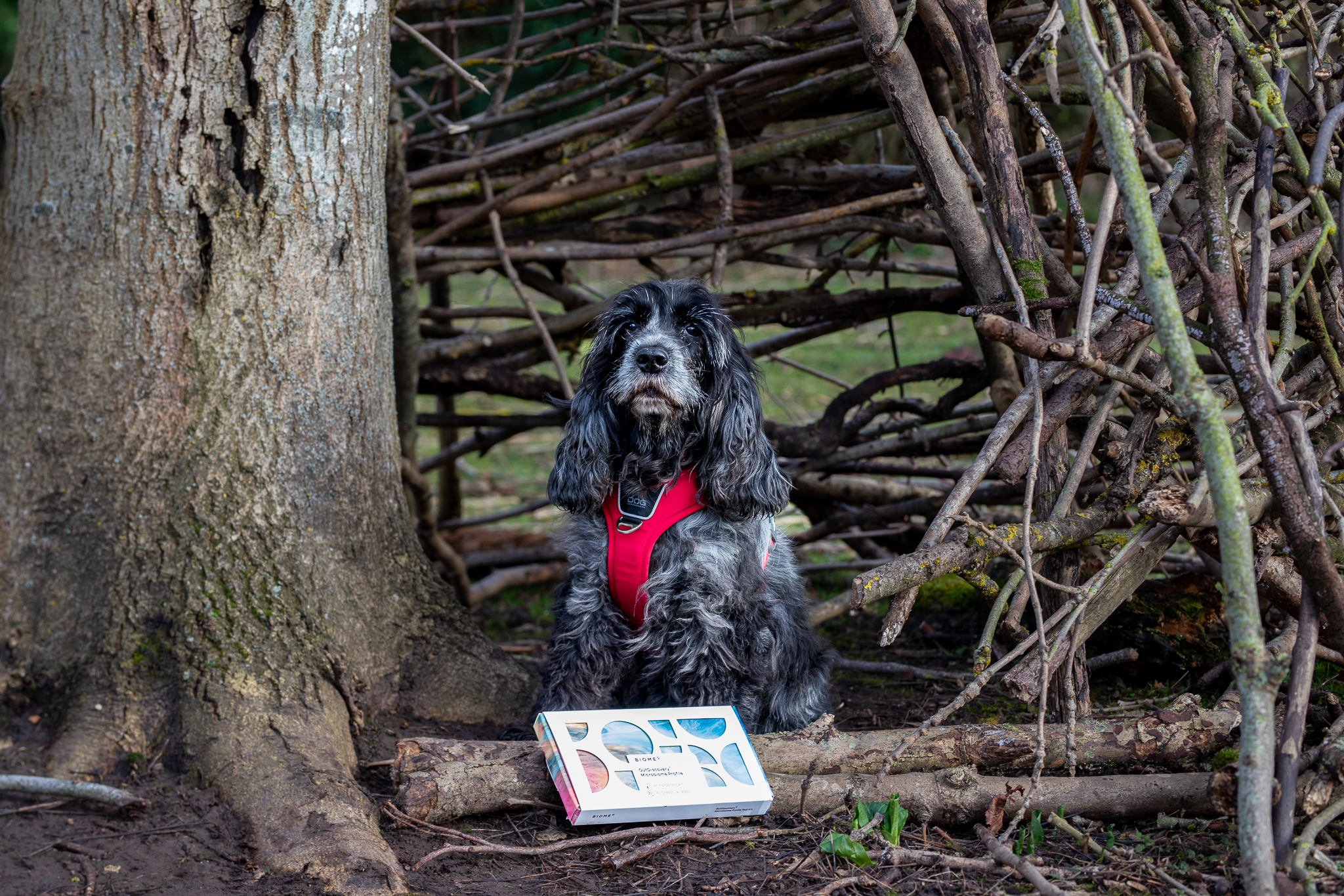 BIOME9 New Diagnostic Test Review – Why should I have my dogs microbiomes tested?