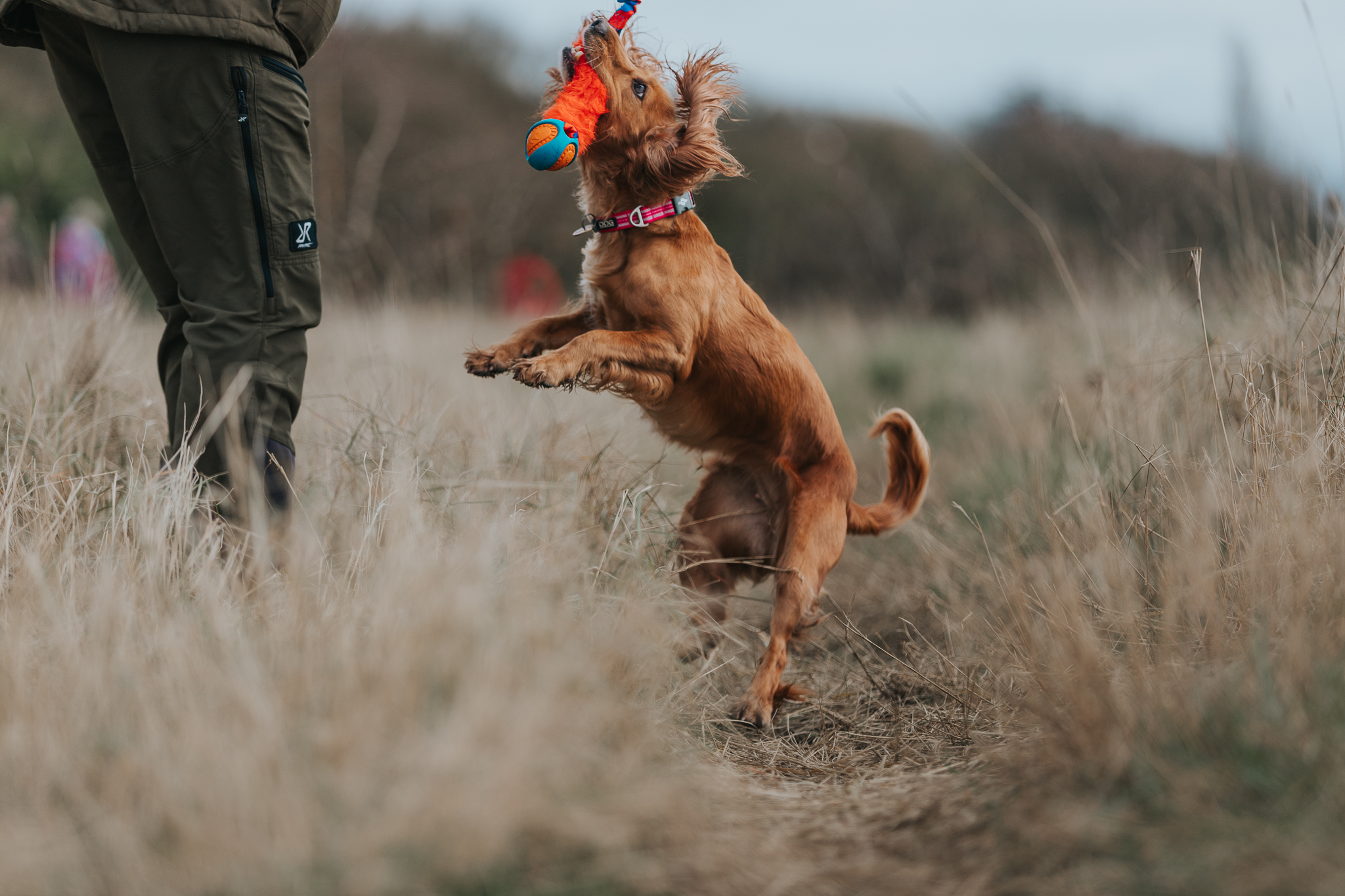 Tug-E-Nuff Dog Toys Review – Train Your Dog Through Play.