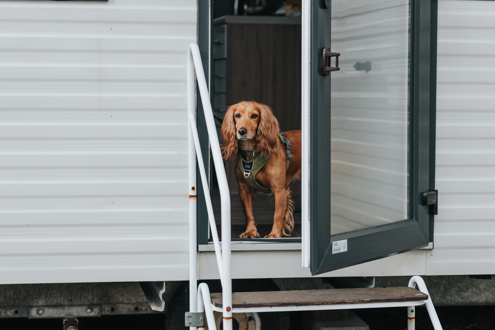 A Dog-Friendly Stay at Brynteg Country and Leisure Retreat