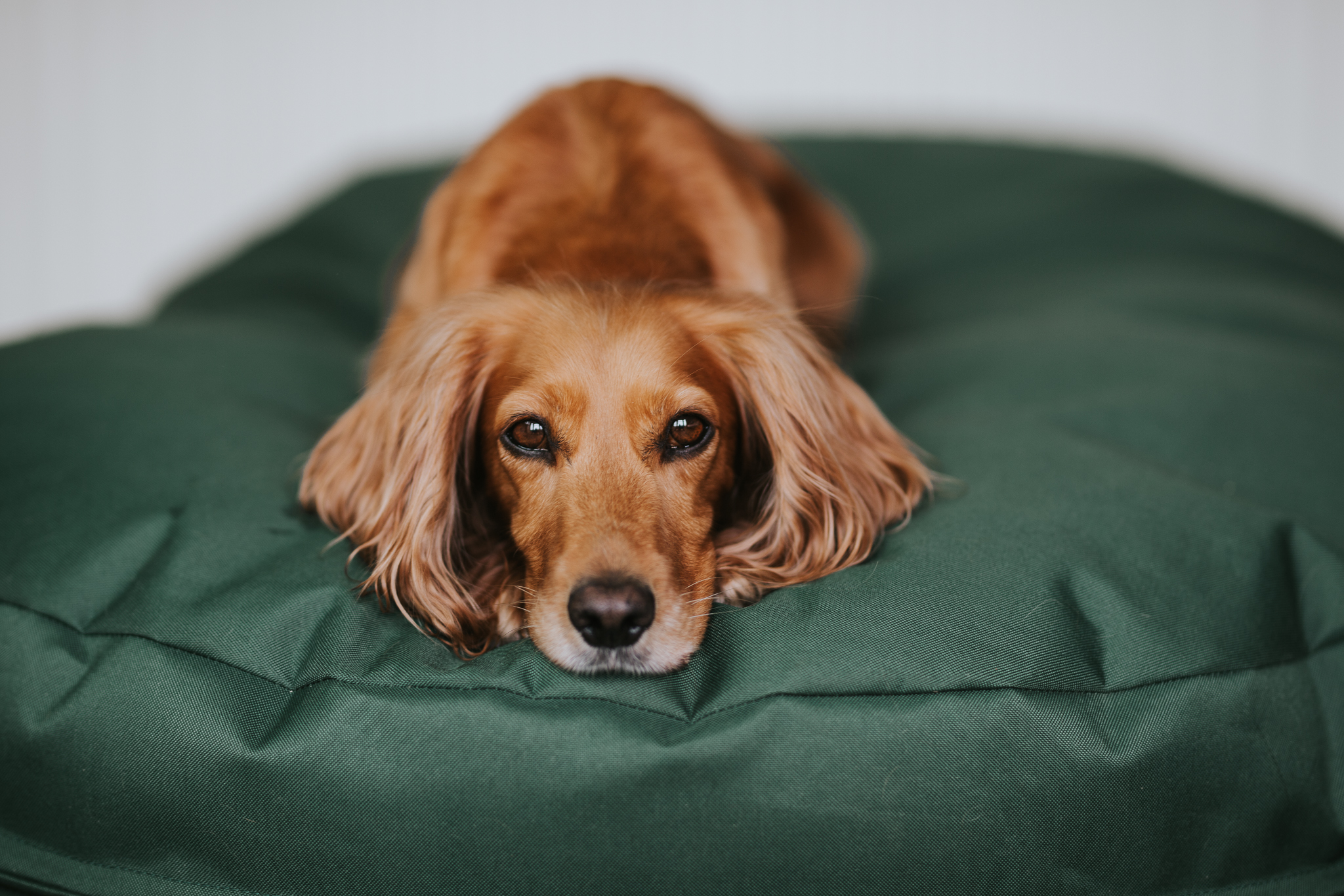 The Great Debate: Dog Beds vs. Human Beds – Which is Best for Your Canine Companion?