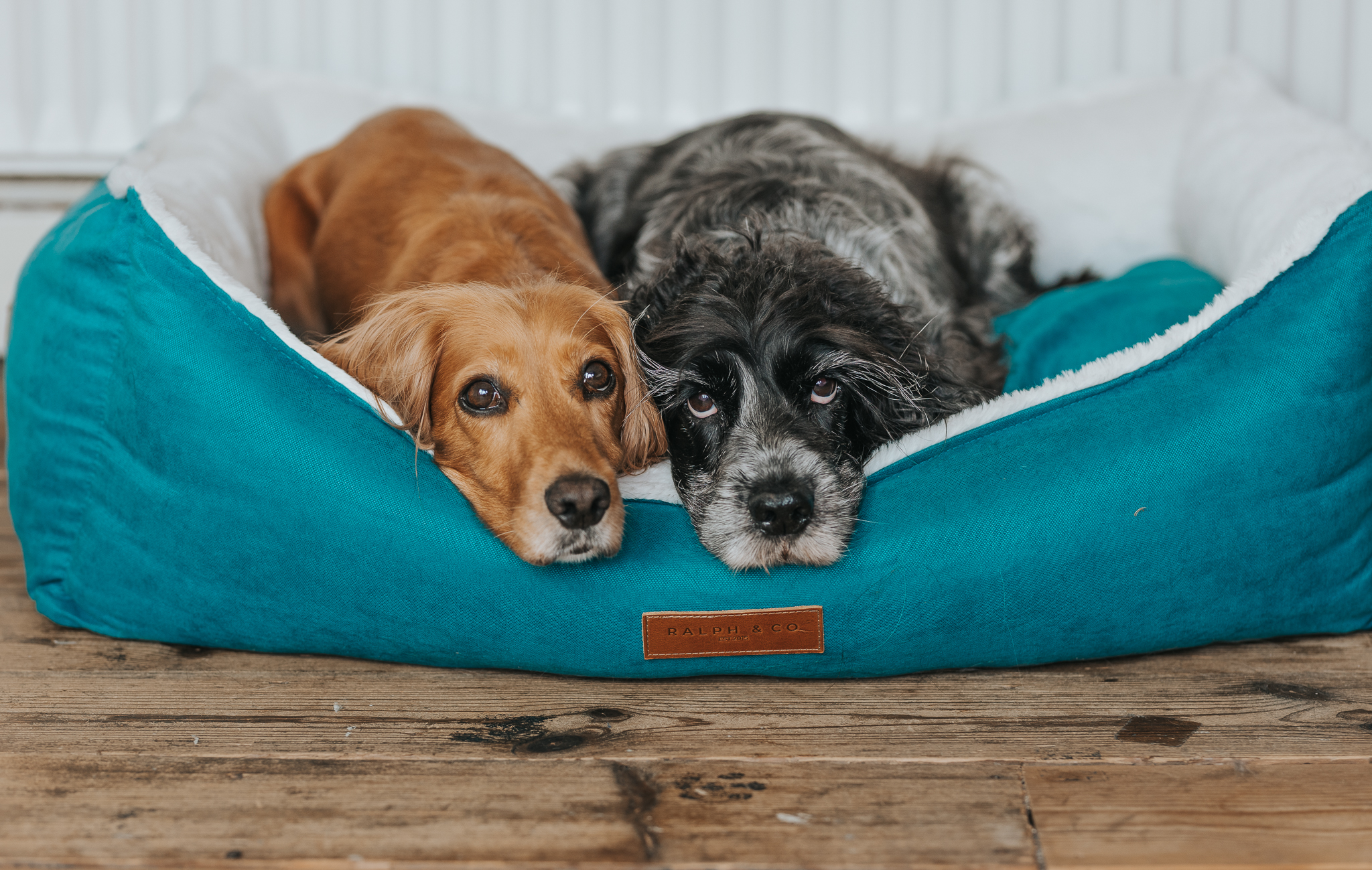 Ralph & Co Hampton Nest Bed Review – Why Do Dogs Spend So Much Time Asleep?