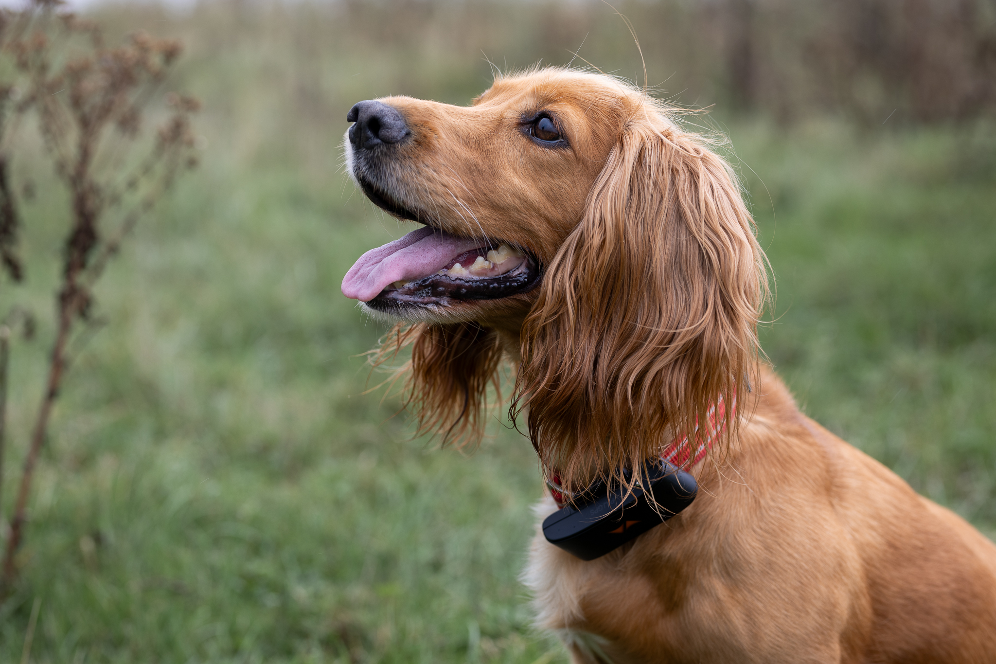 Keep your dog safe with a PAJ GPS Pet Finder 4G